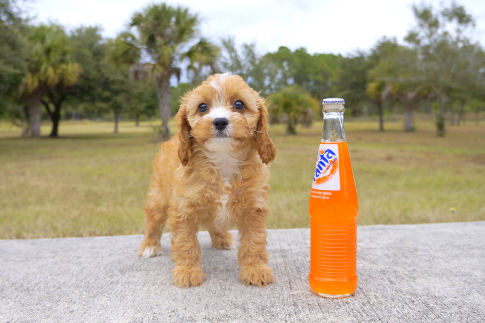 Meet Holiday Princess - our Cavapoo Puppy Photo 1/4 - Florida Fur Babies