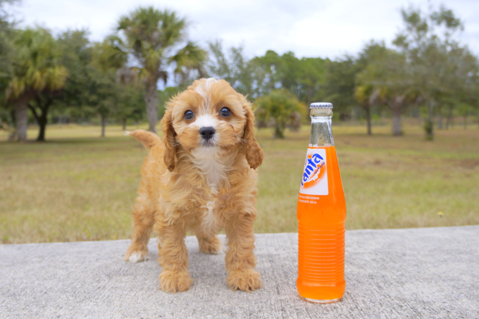Meet Holiday Princess - our Cavapoo Puppy Photo 4/4 - Florida Fur Babies