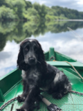 Cute Cocker Spaniel Pup