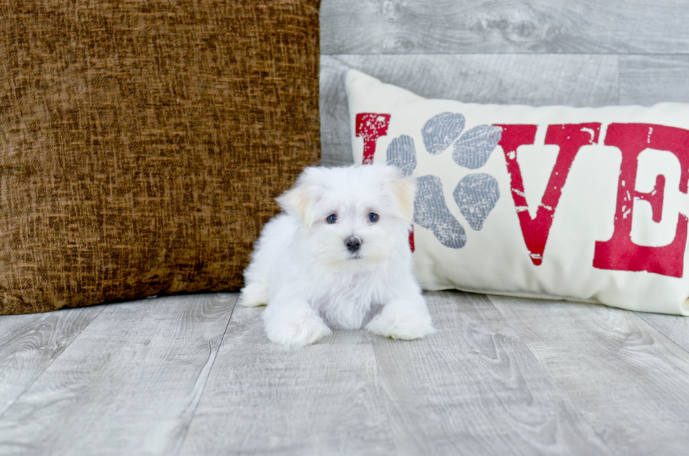 Meet Aspen - our Maltese Puppy Photo 1/4 - Florida Fur Babies