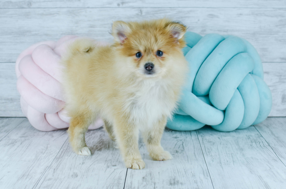 Meet  Eve - our Pomeranian Puppy Photo 4/4 - Florida Fur Babies