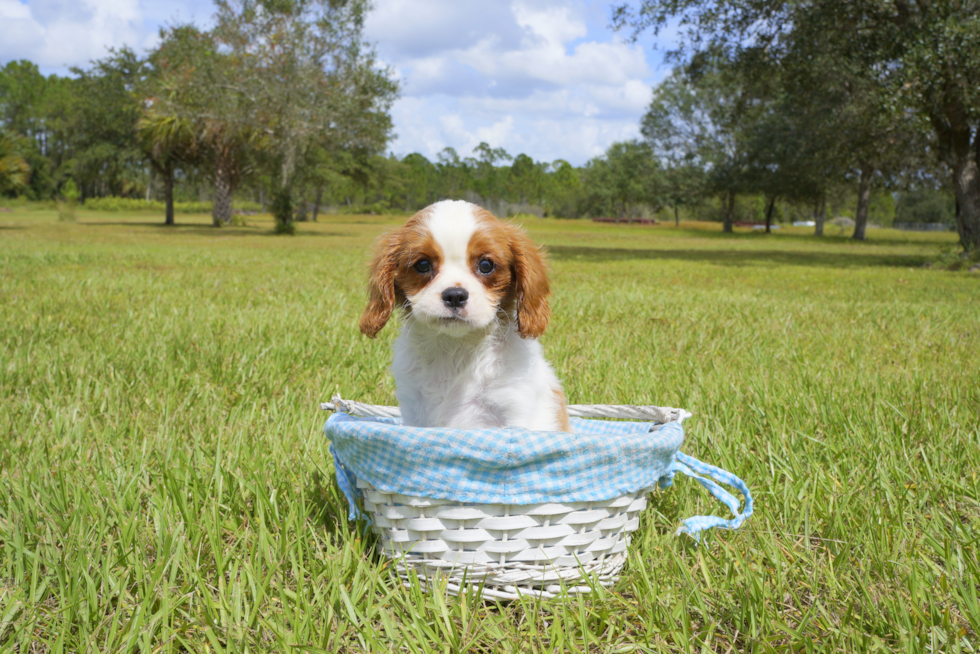 Meet Autumn - our Cavalier King Charles Spaniel Puppy Photo 1/3 - Florida Fur Babies