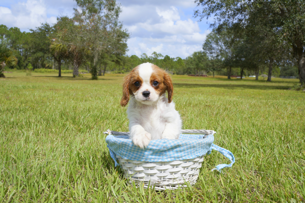 Meet Autumn - our Cavalier King Charles Spaniel Puppy Photo 2/3 - Florida Fur Babies