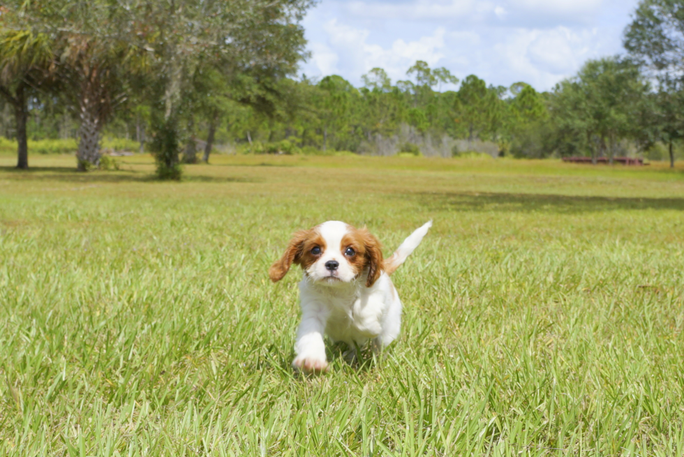 Meet Autumn - our Cavalier King Charles Spaniel Puppy Photo 3/3 - Florida Fur Babies