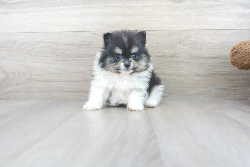 Meet Aj - our Pomeranian Puppy Photo 1/3 - Florida Fur Babies