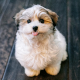 Cute Havanese Pup