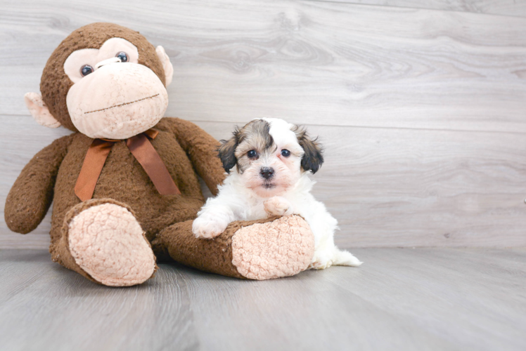Meet Kelso - our Teddy Bear Puppy Photo 1/3 - Florida Fur Babies