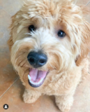 Mini Goldendoodle Being Cute Mini Goldendoodle Being Cute
