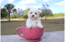 Meet Francisco - our Maltese Puppy Photo 1/5 - Florida Fur Babies
