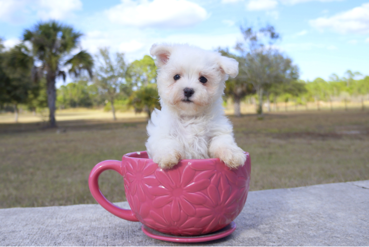 Meet Francisco - our Maltese Puppy Photo 1/5 - Florida Fur Babies