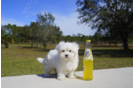 Meet  Christopher - our Maltese Puppy Photo 5/5 - Florida Fur Babies