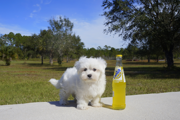 Meet  Christopher - our Maltese Puppy Photo 5/5 - Florida Fur Babies