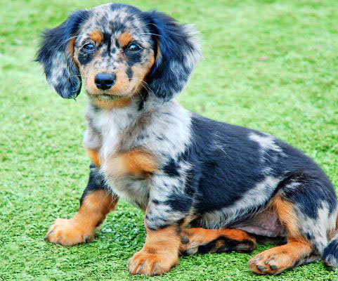 Mini Doxiedoodle Breed Info