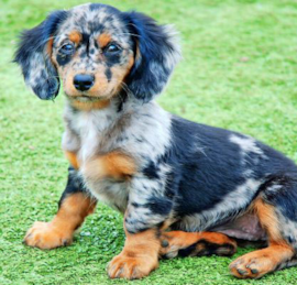 Mini Doxiedoodle Puppies For Sale - Florida Fur Babies