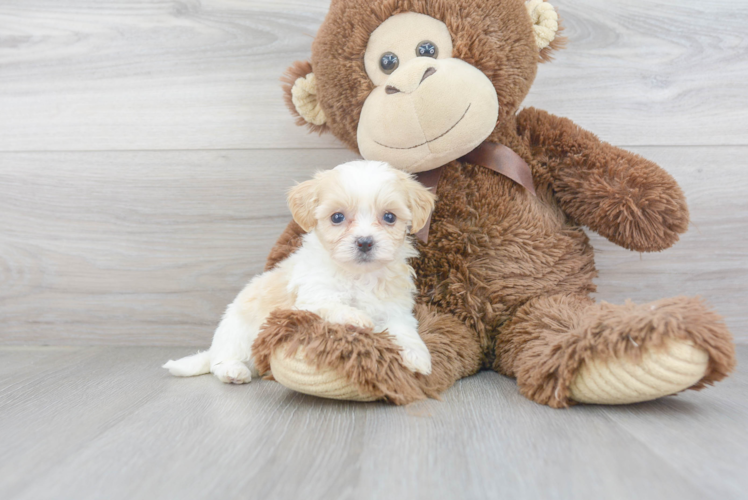 Meet Alexis - our Teddy Bear Puppy Photo 1/3 - Florida Fur Babies