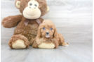Meet Galena - our Cavapoo Puppy Photo 1/3 - Florida Fur Babies