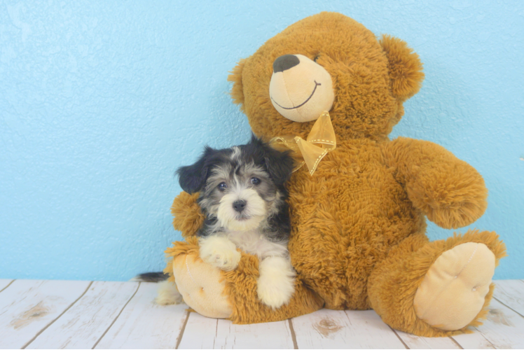 Meet Shep - our Teddy Bear Puppy Photo 1/3 - Florida Fur Babies