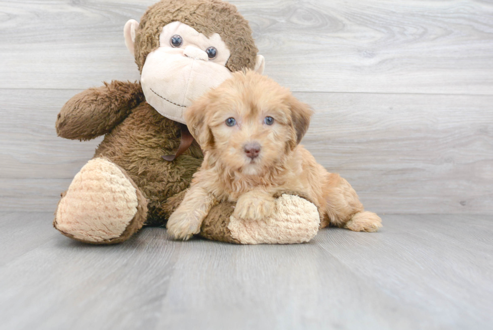 Meet Sue - our Mini Labradoodle Puppy Photo 2/3 - Florida Fur Babies