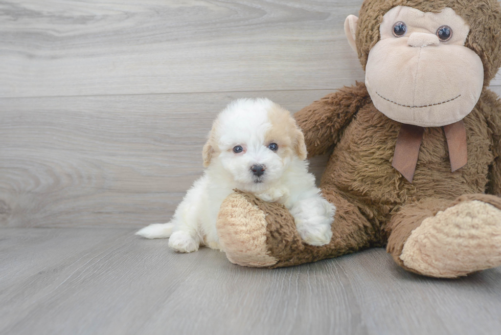 Meet Rosetta - our Poochon Puppy Photo 2/3 - Florida Fur Babies