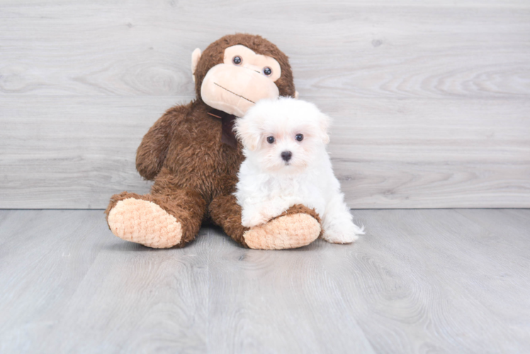 Meet Samwell - our Maltese Puppy Photo 1/2 - Florida Fur Babies