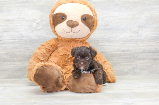 13 week old Havapoo Puppy For Sale - Florida Fur Babies