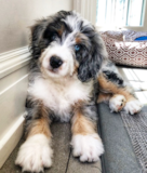 Cute Bernadoodle Poodle Mix Pup