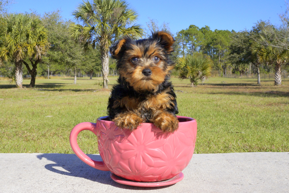 Meet Ben - our Yorkshire Terrier Puppy Photo 4/4 - Florida Fur Babies