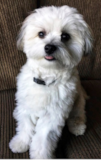 Cute Maltipom Designer Pup Cute Maltipom Designer Pup