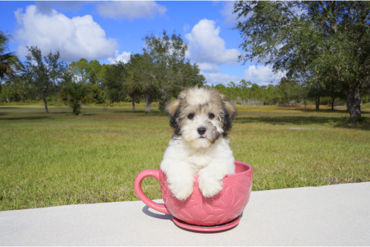 Meet Garnet - our Havanese Puppy Photo 2/2 - Florida Fur Babies