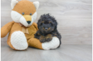 Meet Roslin - our Mini Aussiedoodle Puppy Photo 2/3 - Florida Fur Babies