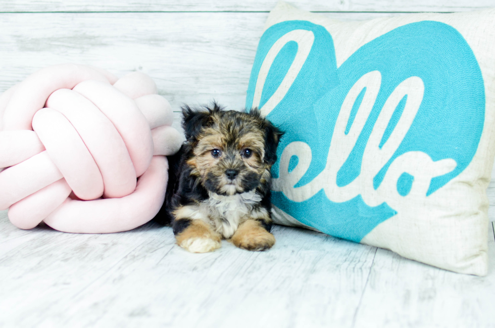 Meet  Clare - our Morkie Puppy Photo 3/5 - Florida Fur Babies