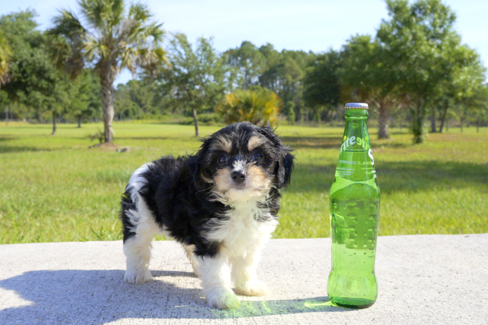 Meet Roy - our Cavachon Puppy Photo 3/4 - Florida Fur Babies