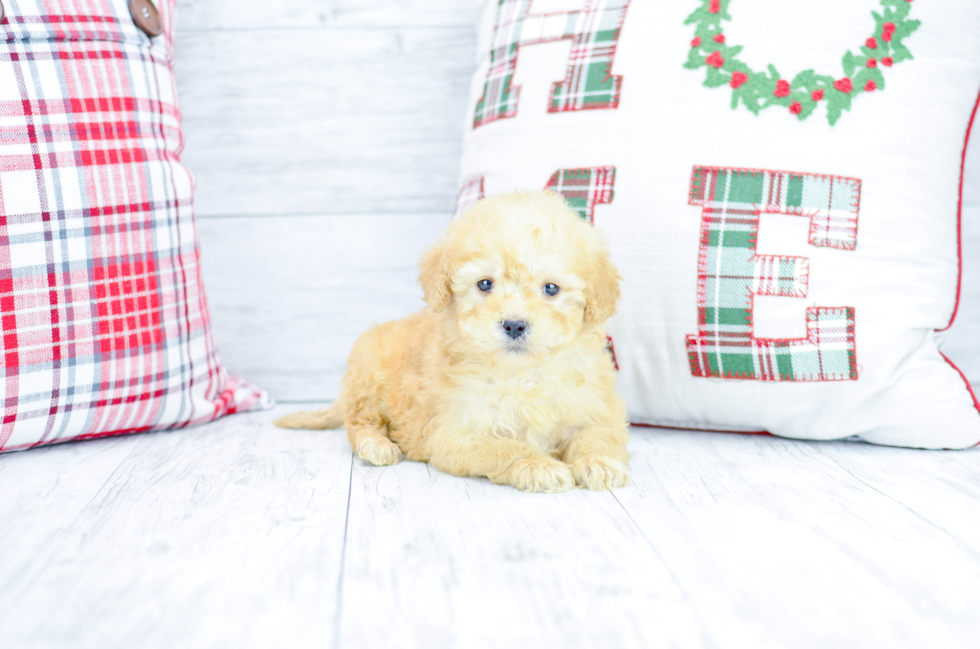 Meet  Everett - our Mini Goldendoodle Puppy Photo 2/4 - Florida Fur Babies