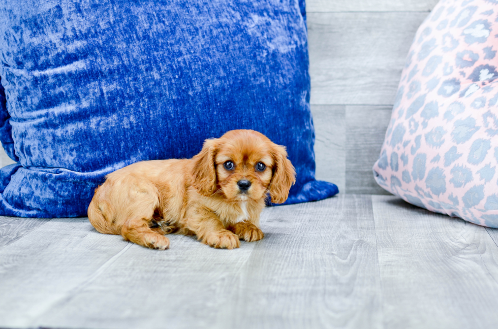 Meet  Beth - our Cavalier King Charles Spaniel Puppy Photo 2/4 - Florida Fur Babies