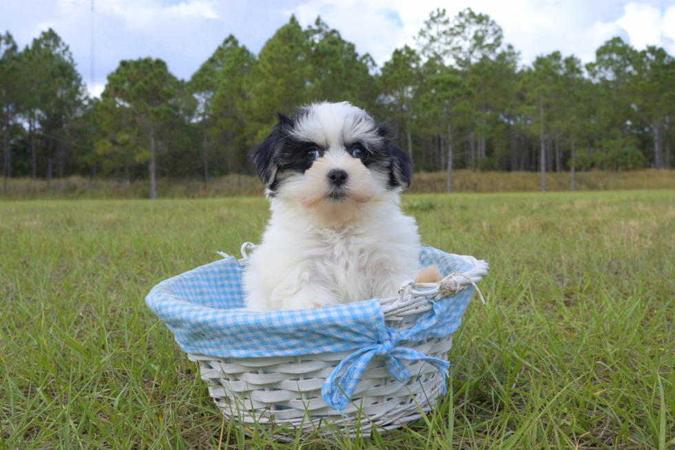 Meet Sherri - our Havanese Puppy Photo 3/4 - Florida Fur Babies