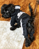 Cute Yorkie Poo Pup Cute Yorkie Poo Pup