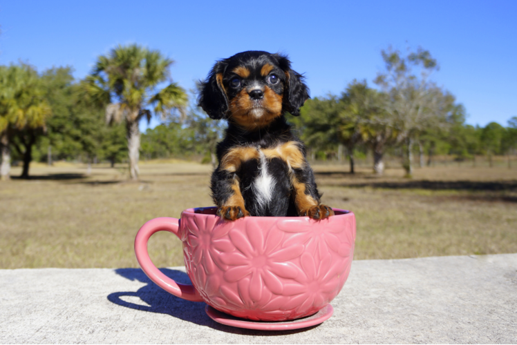 Meet Maxwell - our Cavalier King Charles Spaniel Puppy Photo 1/2 - Florida Fur Babies