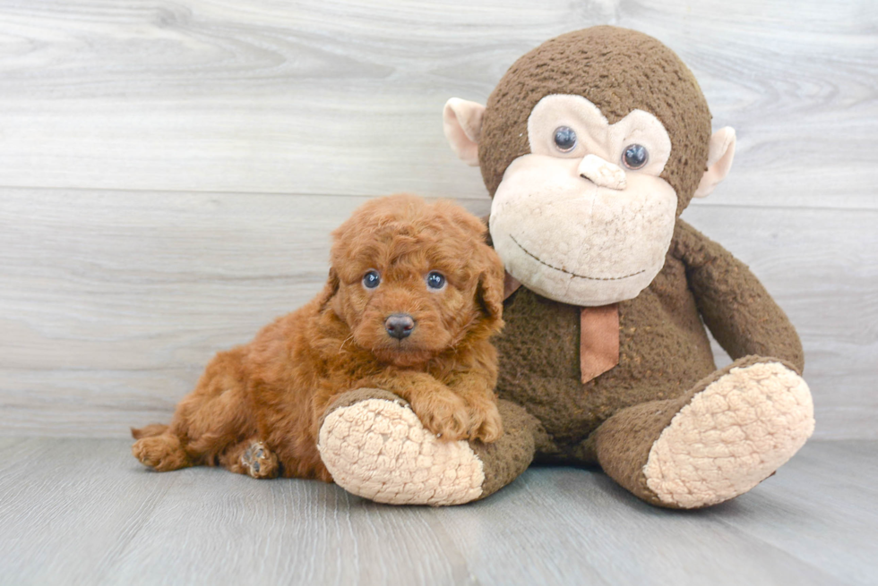 Meet Bentley - our Mini Goldendoodle Puppy Photo 2/3 - Florida Fur Babies
