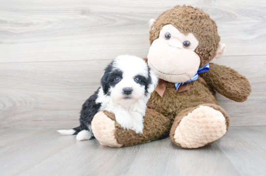 20 week old Mini Sheepadoodle Puppy For Sale - Florida Fur Babies