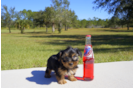 Meet Clay - our Yorkshire Terrier Puppy Photo 1/4 - Florida Fur Babies