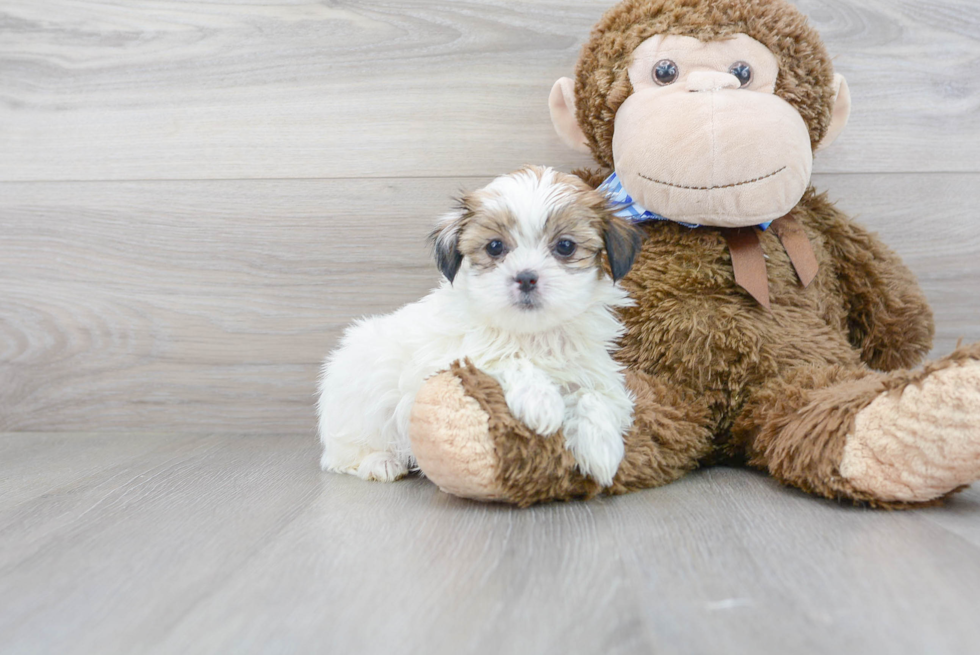 Meet Florence - our Teddy Bear Puppy Photo 2/3 - Florida Fur Babies