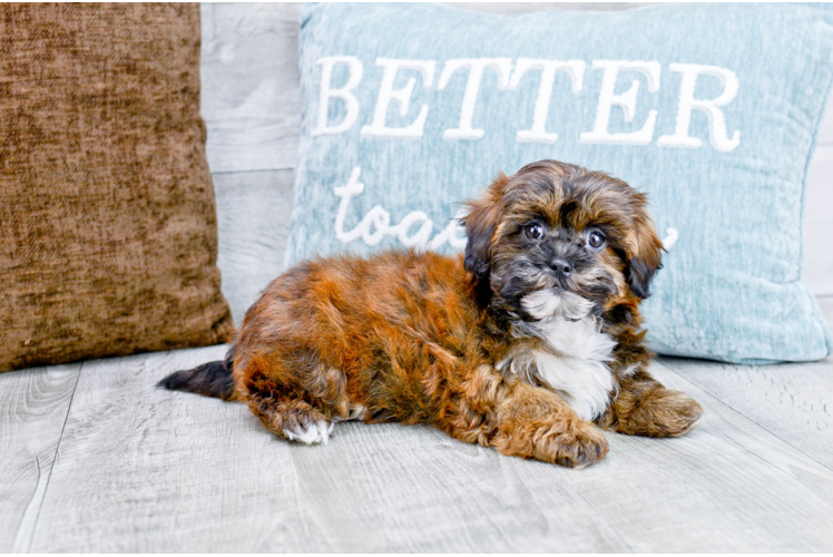 Meet Darcy - our Shih Poo Puppy Photo 4/4 - Florida Fur Babies
