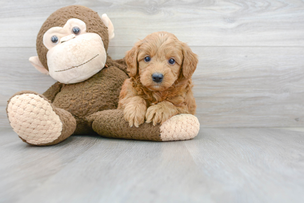 Meet Kramer - our Mini Goldendoodle Puppy Photo 1/3 - Florida Fur Babies