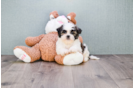 Meet Ethan - our Teddy Bear Puppy Photo 1/4 - Florida Fur Babies