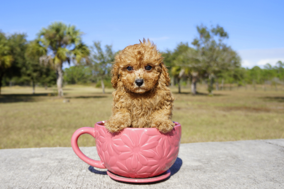 Meet Nicholas - our Cavapoo Puppy Photo 2/2 - Florida Fur Babies