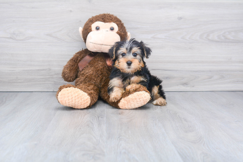 Meet Roscoe - our Yorkshire Terrier Puppy Photo 1/2 - Florida Fur Babies