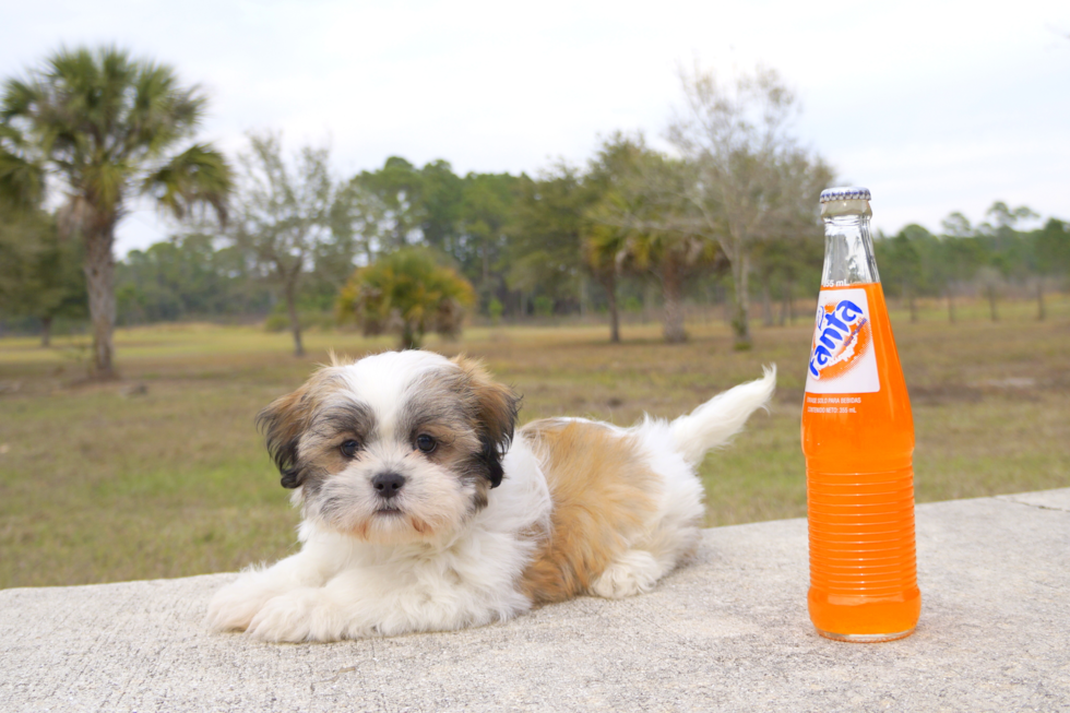 Meet Mikey - our Teddy Bear Puppy Photo 2/3 - Florida Fur Babies