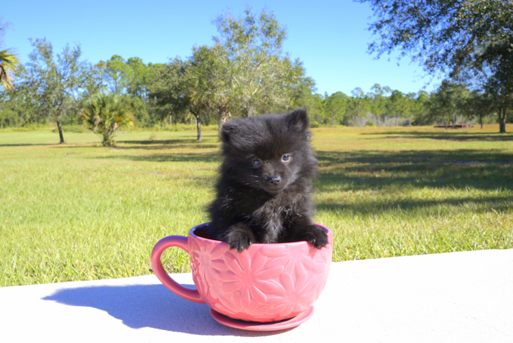 Meet Olive - our Pomeranian Puppy Photo 3/5 - Florida Fur Babies