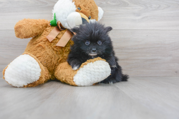 Meet Falco - our Pomeranian Puppy Photo 1/2 - Florida Fur Babies