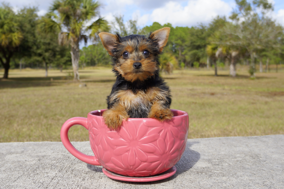 Meet Candy - our Yorkshire Terrier Puppy Photo 2/3 - Florida Fur Babies
